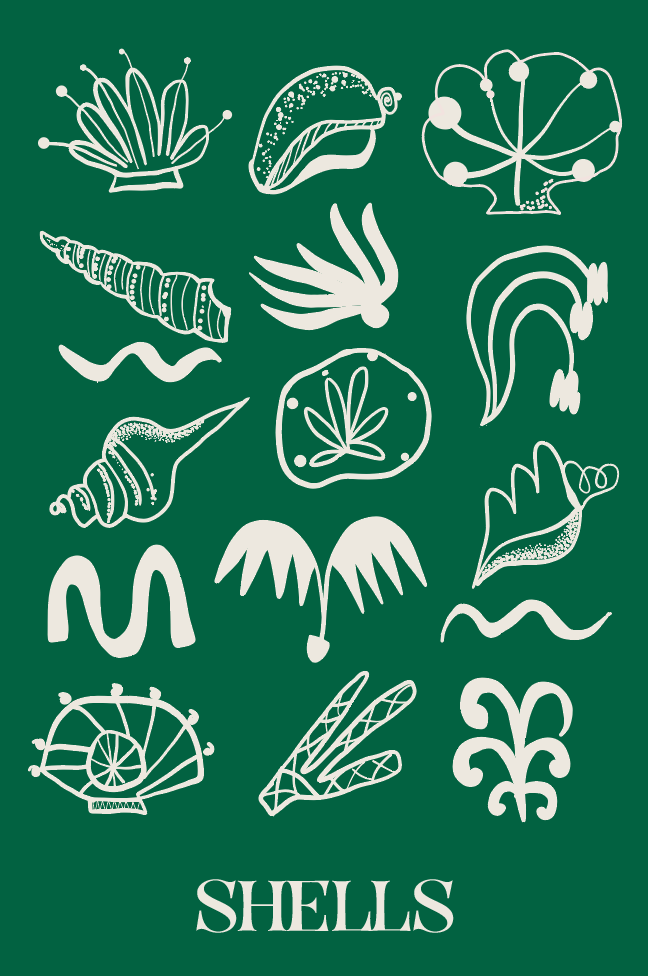 Shells, Shells, Shells – Yes, Sea Studio